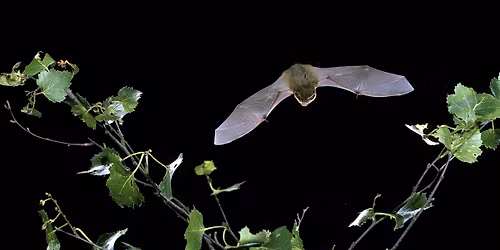 Evening Echoes: Bird and bat safari