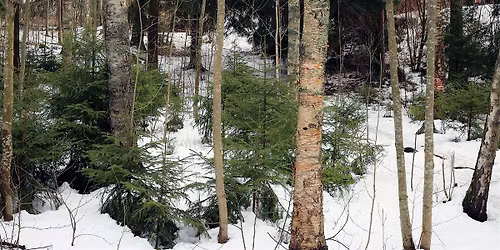 DeVeaux: The Sleeping Forest (18+)