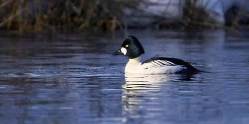 Queer Birders Club: Wiley Slough in Skagit