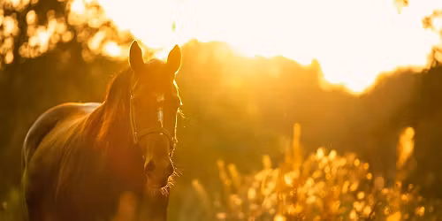 Mindfulness + Meditation with Horses