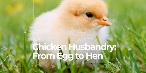Homesteading Workshop 7 | Chicken Husbandry: From Egg to Hen