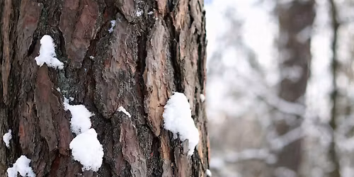Winter Buds & Bark Tree ID