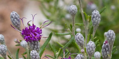 Design Your Own Native Plant - Pollination Station!