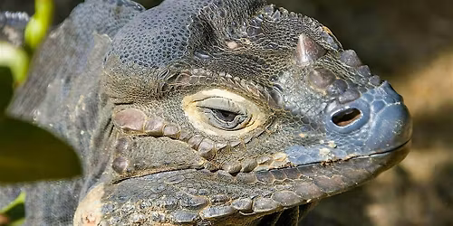 LSU Science Caf\u00e9: Sex, Drugs, and Rock Iguanas