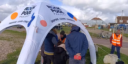 Big Rock Pool Challenge BioBlitz Battle: Lee-on-the-Solent, Hampshire