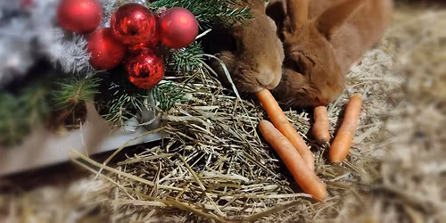 Halssilan Joulu\ud83c\udf84