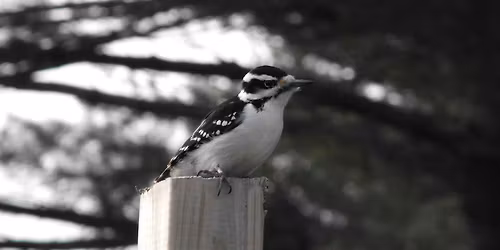 Deck the Trails with Seeds and Berries | Bruce's Mill Conservation Area