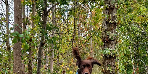 Rapid Recall Workshop