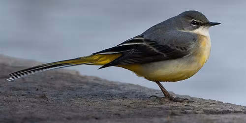 Spring wildlife talk with Dave Winnard