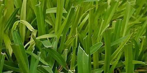 Lawns in Central Florida