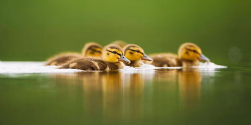 Children's Birdwatching Adventure