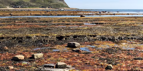 National Marine Week: Rockpool Ramble at Kimmeridge