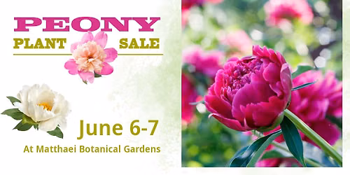 Peony Plant Sale