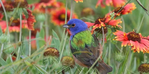 World Migratory Bird Day Bird Walk