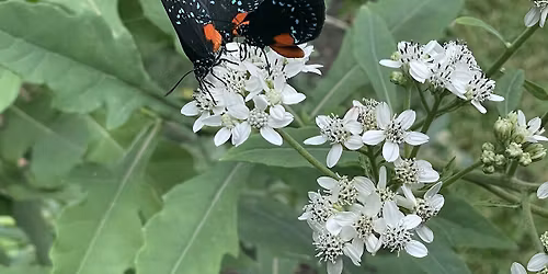 Celebration of Nature Garden Tour and Native Plant Sale