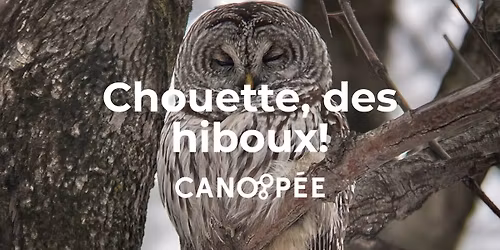 Chouette, des hiboux! (bois Papineau)