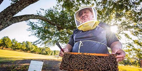 July Noon Lecture: All About the Birds and the Bees