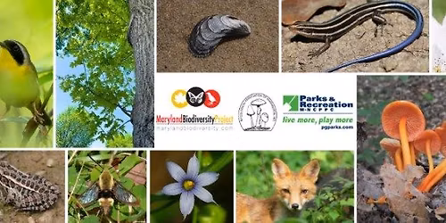 Cosca Regional Park BioBlitz