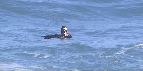 Birding at Semiahmoo Spit