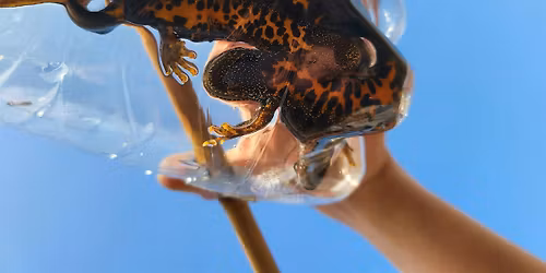 Great Crested Newt \u2013 Working Towards a Licence in Peterborough