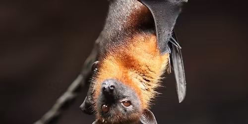 RDV durable | Fabrication de chalets \u00e0 abeilles solitaires