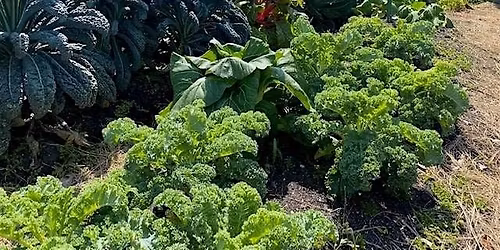 Winter\/ Spring Florida Vegetable Gardening Class