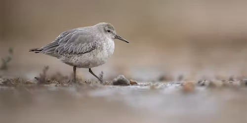Coach Trip: RSPB Titchwell Marsh
