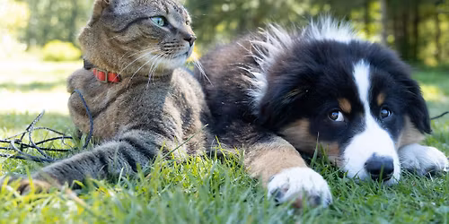Animal Healing Presentation