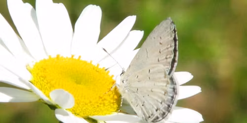 F\u00f6rsommars\u00e5ng 2026