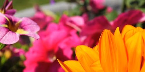 Garden Walking Tour - What\u2019s in Bloom