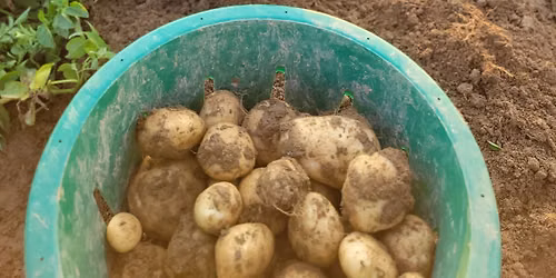 Kids Garden Hour - Tater Time