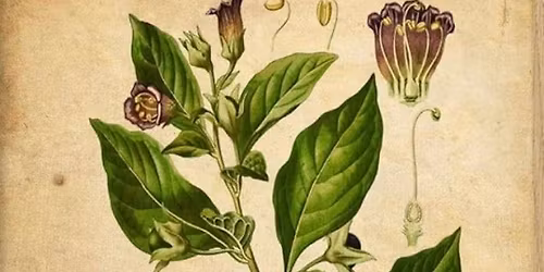 Folktro om Giftiga \u00f6rter & Flygsm\u00f6rjelser med Sara Bonadea George