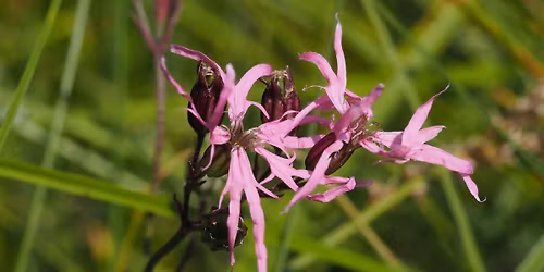 De Vilde Blomsters Dag ved Gentofte S\u00f8