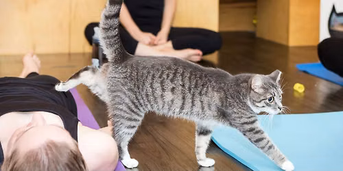 Cats + Mats at Kitty Korner Cafe, Barre