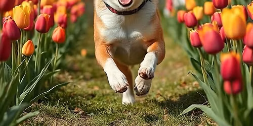 II. Tulip\u00e1nos nem hivatalos verseny\ud83c\udf37