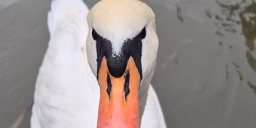 Swan Upping Cruise