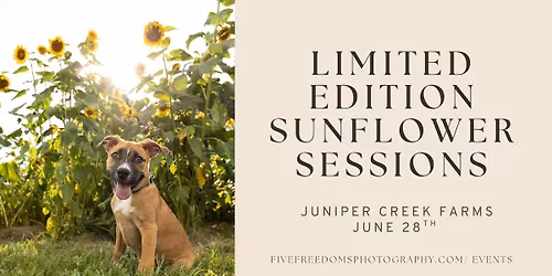 Limited Edition Sunflower Sessions