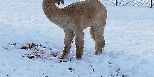 Weihnachtszauber auf dem Alpaka-Hof PuraVida