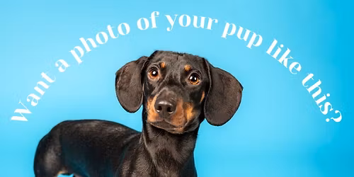 Pawsonality Portraits @ Ormskirk Gingerbread Festival