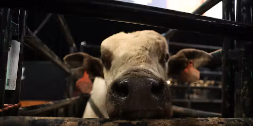 Midway Auto Dealerships PBR Challenge