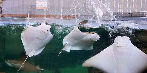 Twinkle Lights PJ Party