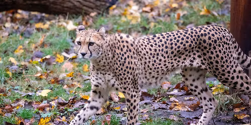 Discovery Day - Cheetahs