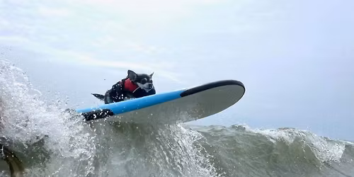 5th Hang 8 Dog Surfing Extravaganza