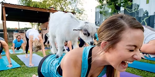 Goat Yoga @ Paradigm Gardens SMALL CLASS SIZE