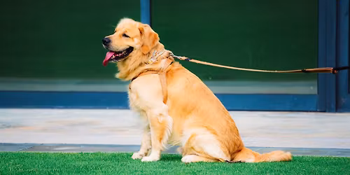 Bark in the Park