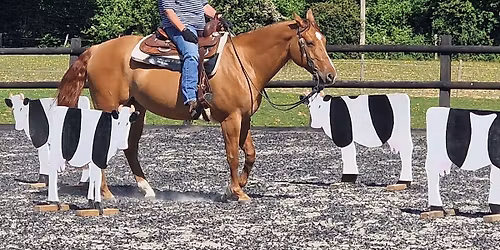 Versatility Trail Clinic