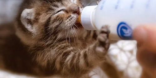 Neonatal & Young Kitten Care Seminar