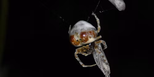 Special Prey, Special Webs: Fascinating Physics of Moth-Catching Spiders