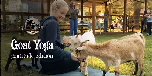 Goat Yoga at Spring Haven Farm