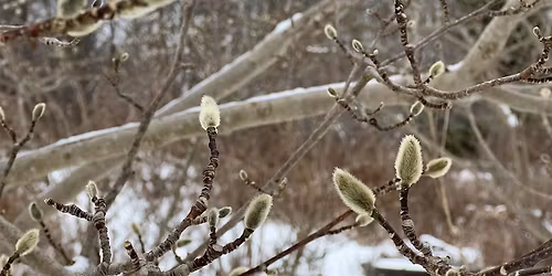 Forest Bathing at the Garden